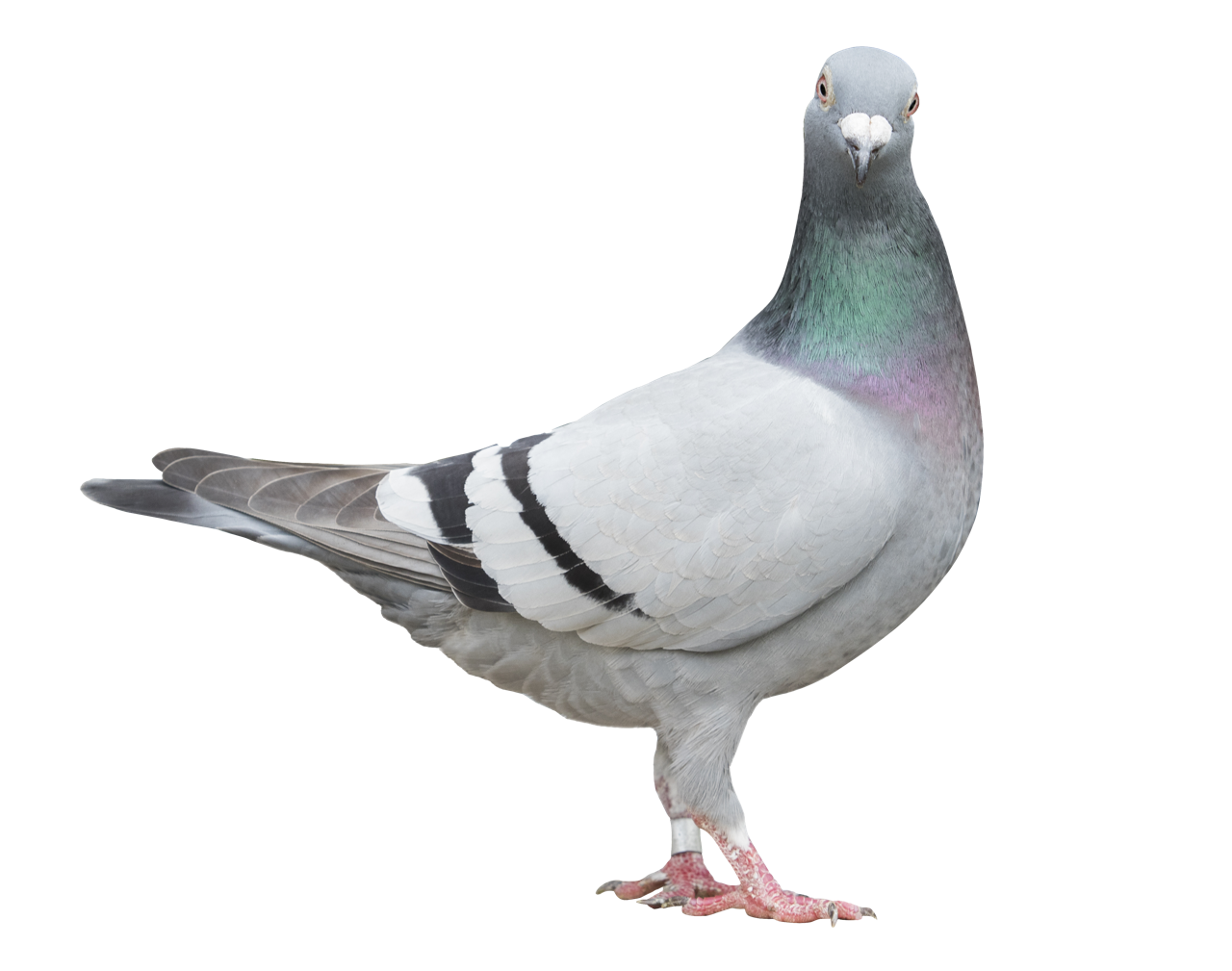 pigeon