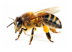 comparaison abeille guepe