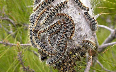 Prévenir invasion de chenille