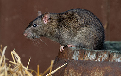 ✨ Anti-nuisibles : anti-rongeurs, anti-insectes et anti-pigeons