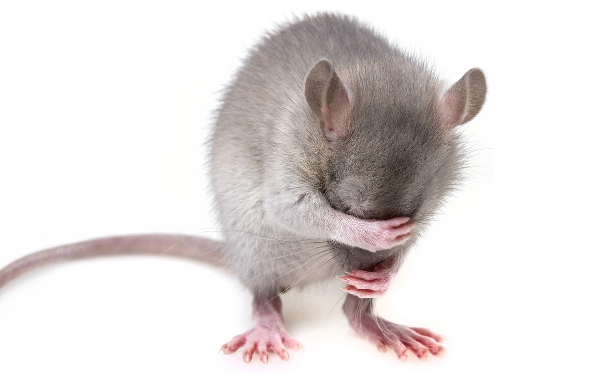 Les rats - JSA Hygiène