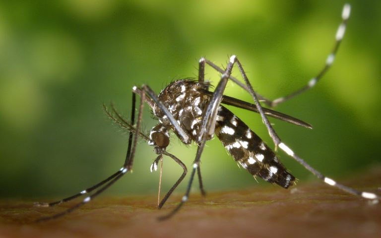 Comment lutter contre les moustiques
