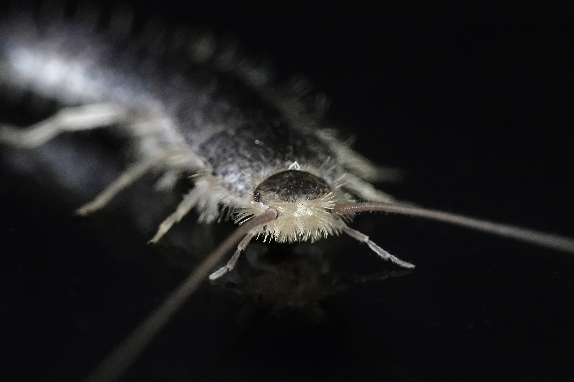 poisson d'argent désinsectisation