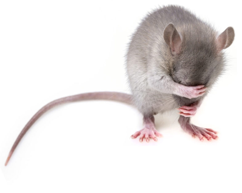 Comment se débarrasser des souris à Nice ? - SOLUTY