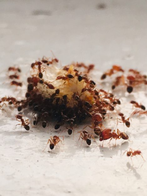 Entreprise désinfection fourmis