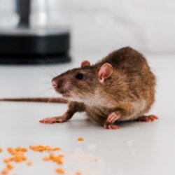 La recrudescence des rats dans les villes